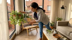 La planta del dinero en enero: cómo reconocer la auténtica, en qué rincón ponerla y cuidarla fácil